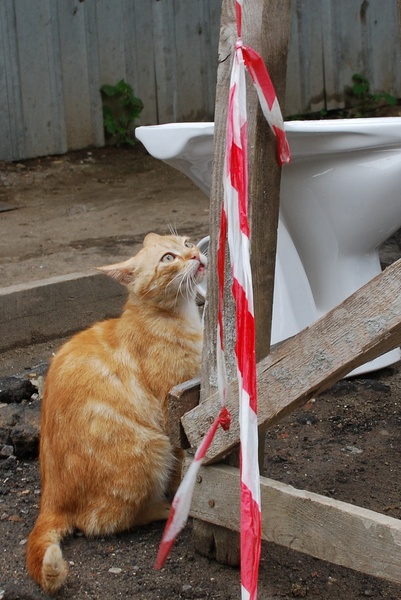 Кіт-Воркіт біля воріт, чеше лапкою живіт