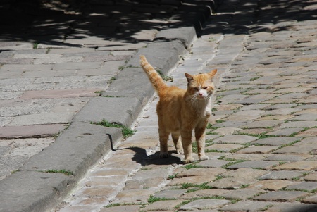 Киця-Мура де ти була?